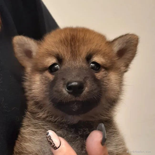 柴犬(標準サイズ)【富山県・男の子・2021年8月16日・赤】の写真1