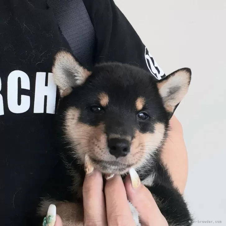 柴犬(標準サイズ)【富山県・女の子・2024年7月3日・黒】の写真1