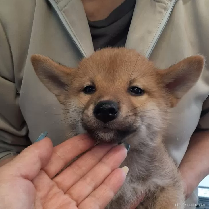 柴犬(標準サイズ)【富山県・男の子・2024年3月17日・赤】の写真1