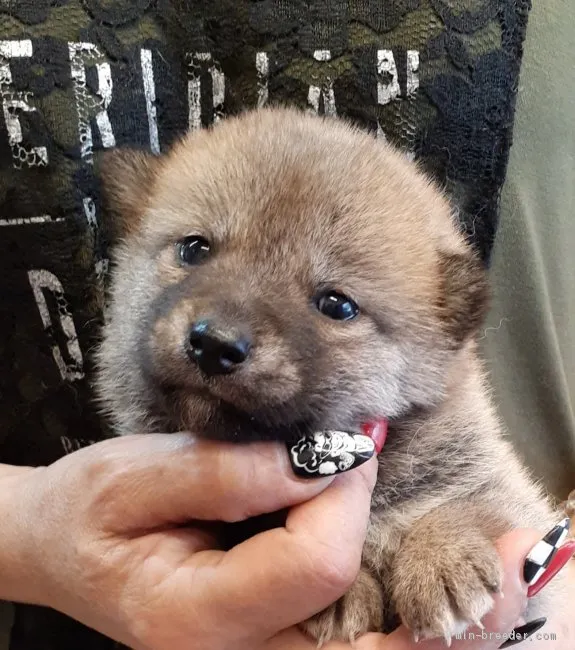 柴犬(標準サイズ)【富山県・女の子・2021年4月23日・赤】の写真1