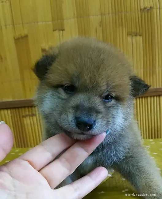 柴犬(標準サイズ)【富山県・男の子・2019年4月5日・赤】の写真1