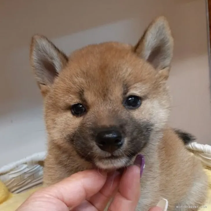 柴犬(標準サイズ)【富山県・女の子・2023年9月19日・赤】の写真1