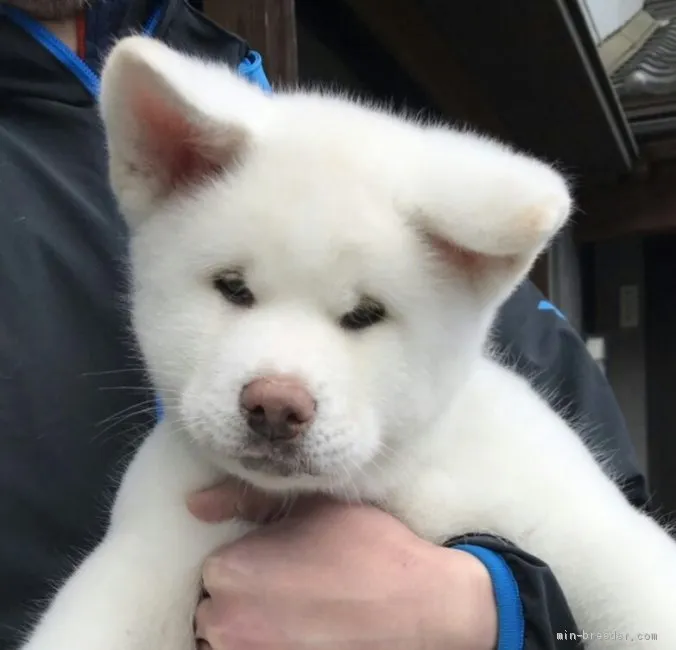 秋田犬【富山県・男の子・2019年1月24日・白】の写真1