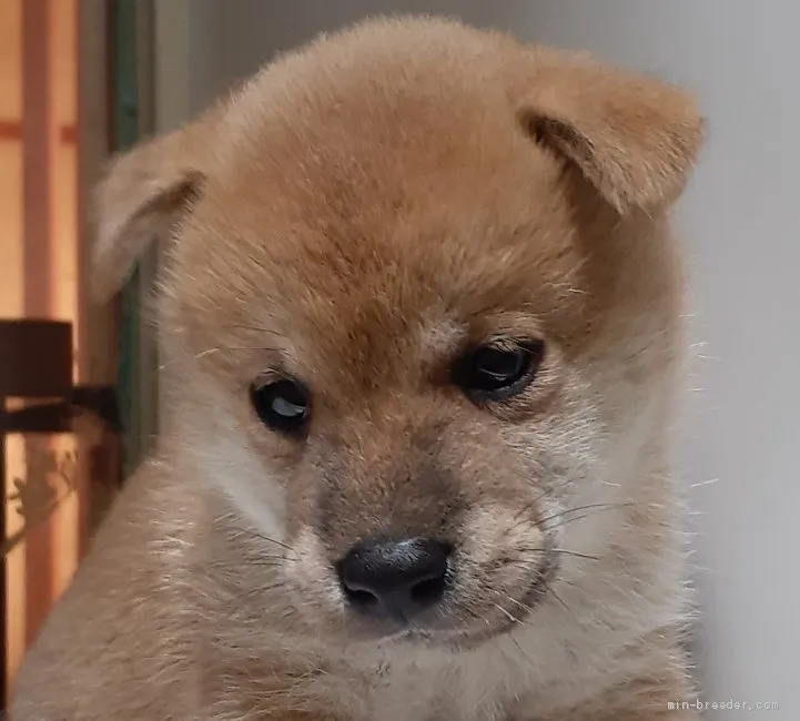 柴犬(標準サイズ)【富山県・男の子・2020年8月4日・赤】の写真1