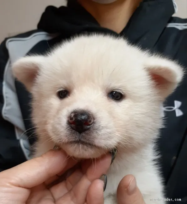 秋田犬【富山県・女の子・2021年1月17日・白】の写真1