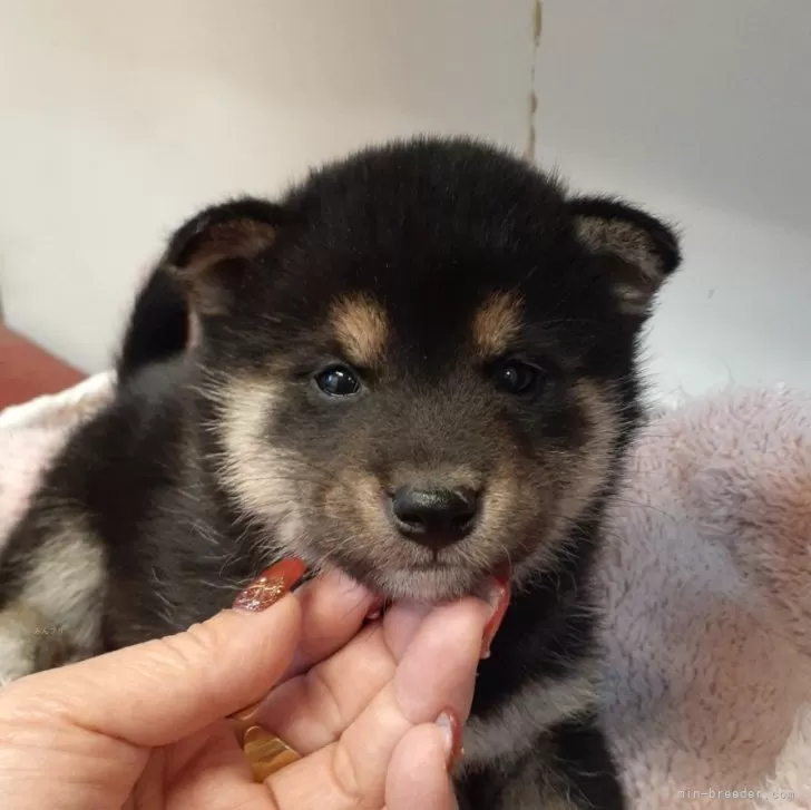 柴犬(標準サイズ)【富山県・女の子・2023年11月24日・黒】の写真1