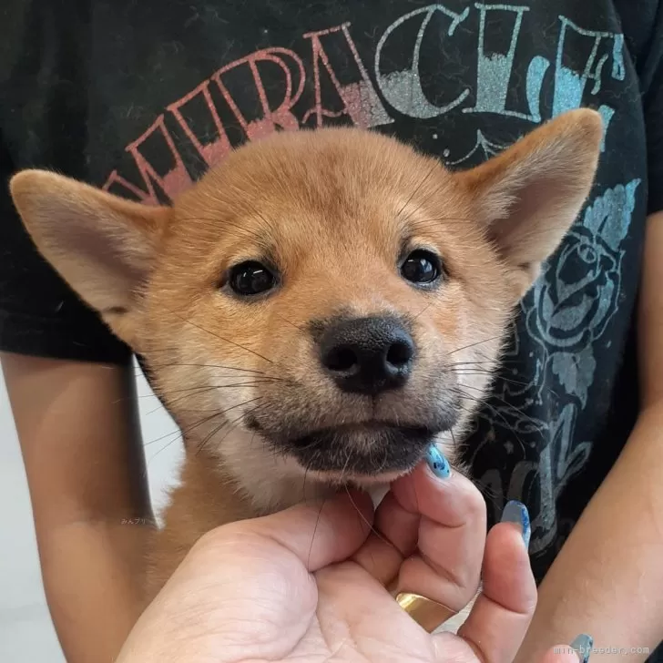 柴犬(標準サイズ)【富山県・男の子・2024年5月15日・赤】の写真1