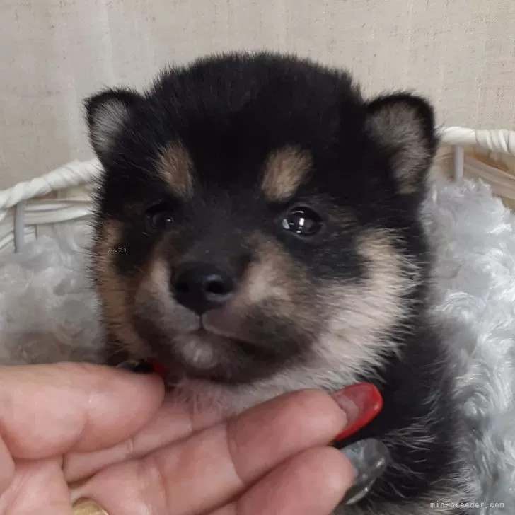 柴犬(標準サイズ)【富山県・女の子・2024年8月23日・黒】の写真1