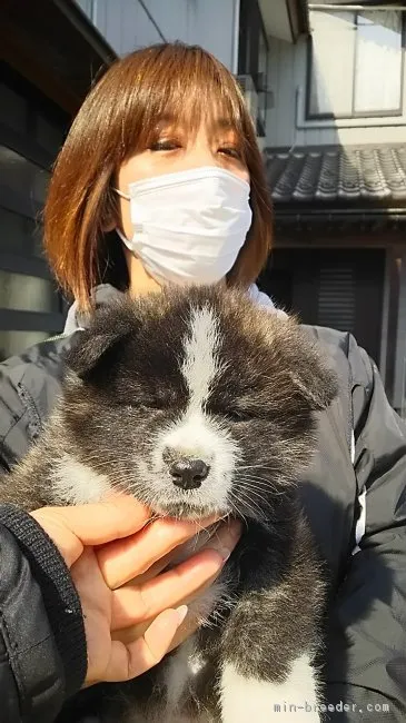 秋田犬【富山県・男の子・2019年1月24日・虎】の写真1