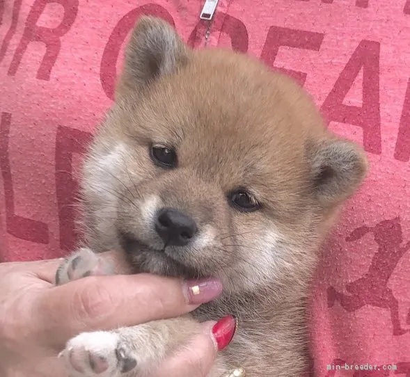 柴犬(標準サイズ)【富山県・女の子・2020年2月28日・赤】の写真1