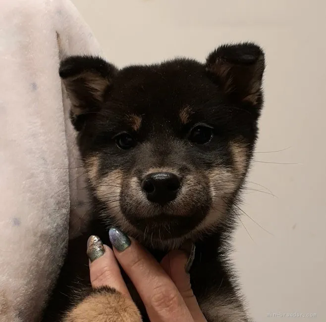 柴犬(標準サイズ)【富山県・男の子・2020年11月13日・黒】の写真1