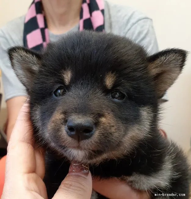 柴犬(標準サイズ)【富山県・男の子・2020年8月5日・黒】の写真1