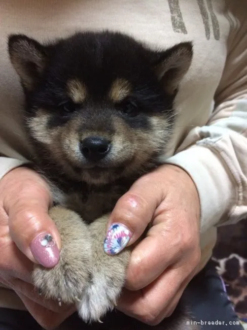 柴犬(標準サイズ)【富山県・男の子・2018年12月21日・黒】の写真1