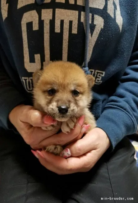 柴犬(標準サイズ)【富山県・女の子・2019年2月8日・赤】の写真1「3/16撮影」