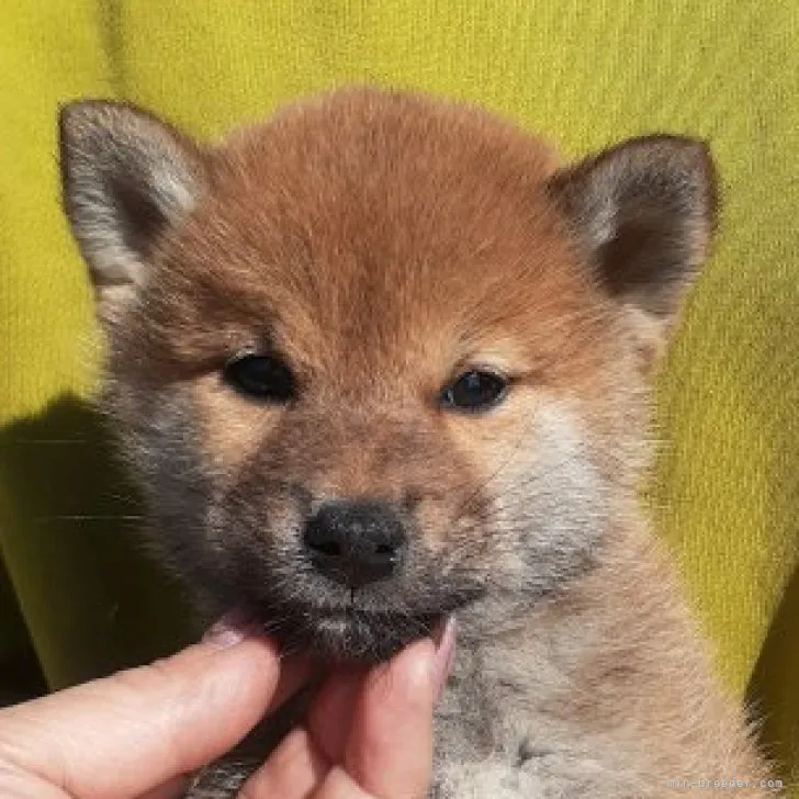 柴犬(標準サイズ)【富山県・女の子・2023年2月14日・赤】の写真1