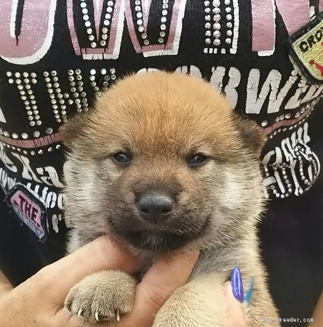 柴犬(標準サイズ)【富山県・男の子・2019年6月27日・赤】の写真1