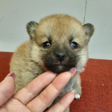 柴犬(標準サイズ)【富山県・女の子・2022年11月19日・赤】の写真「超小振り、めちゃ可愛い女の子♥️♥️♥️」