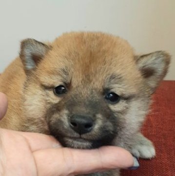 柴犬(標準サイズ)【富山県・男の子・2023年1月18日・赤】の写真「血統優良、優しい性格の男の子👦」