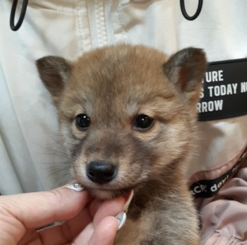 柴犬(標準サイズ)【富山県・男の子・2020年11月26日・赤】の写真「小振りで可愛らしい男の子です♪」