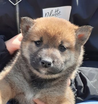 柴犬(標準サイズ)【富山県・男の子・2020年3月14日・赤】の写真「渋い感じのおっとり坊や♪」