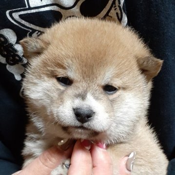 柴犬(標準サイズ)【富山県・女の子・2021年1月1日・赤】の写真「めちゃめちゃキュートな女の子♪」