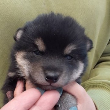 柴犬(標準サイズ)【富山県・男の子・2023年4月3日・黒】の写真「綺麗な配色、黒柴の男の子🎶」