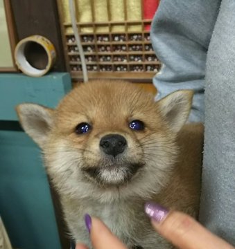 柴犬(標準サイズ)【富山県・女の子・2019年2月2日・赤】の写真「赤一枚の可愛子ちゃん❤」