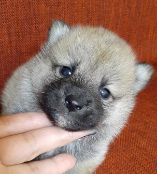 柴犬(標準サイズ)【富山県・男の子・2020年11月19日・赤】の写真「小ちゃな貴公子♥️」