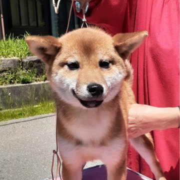 柴犬(標準サイズ)【富山県・女の子・2023年11月26日・赤】の写真「小振り、豆柴サイズの女の子🎀♀」