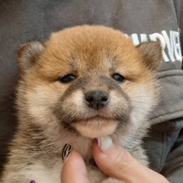 柴犬(標準サイズ)【富山県・女の子・2022年12月23日・赤】の写真「凛々しい顔立ちの女の子🎀♀」