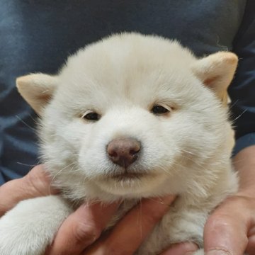 柴犬(標準サイズ)【富山県・女の子・2020年2月28日・白】の写真「白のタレ目ちゃん♥️まつ毛フサフサです！」