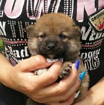 柴犬(標準サイズ)【富山県・男の子・2019年6月27日・赤】の写真「優良血統♪優しい性格の男の子❗」