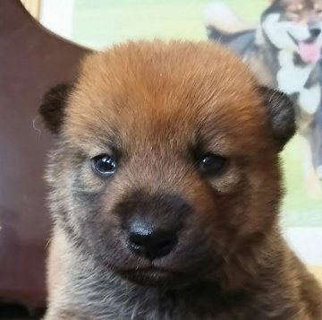 柴犬(標準サイズ)【富山県・女の子・2019年8月5日・赤】の写真「凛とした顔立ちの女の子❗」