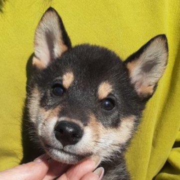 柴犬(標準サイズ)【富山県・男の子・2023年1月19日・黒】の写真「小振りで可愛い男の子🎶」