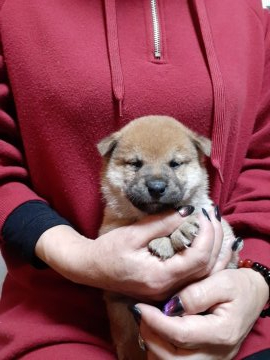 柴犬(標準サイズ)【富山県・男の子・2019年11月1日・赤】の写真「超美形♥️スペシャルな男の子です❗」