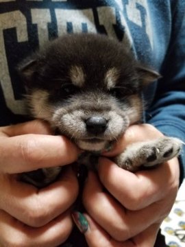 柴犬(標準サイズ)【富山県・女の子・2018年12月21日・黒】の写真「有料血統！綺麗なお顔の女の子！」