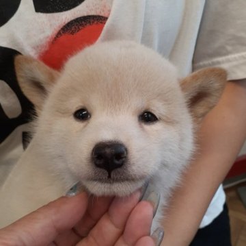 柴犬(標準サイズ)【富山県・男の子・2023年6月3日・白】の写真「優しい性格の男の子👦」