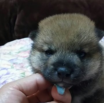 柴犬(標準サイズ)【富山県・女の子・2019年4月16日・赤】の写真「どこから見ても可愛い小振りな女の子❤」