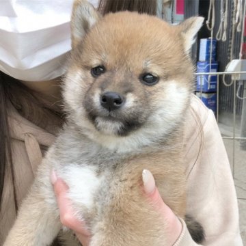 柴犬(標準サイズ)【富山県・女の子・2020年2月28日・赤】の写真「キリリとした美人顔の女の子♥️」