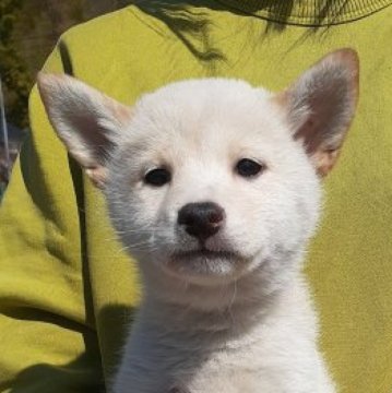 柴犬(標準サイズ)【富山県・女の子・2023年1月25日・白】の写真「ふんわりふわふわ癒し系の女の子♥️」