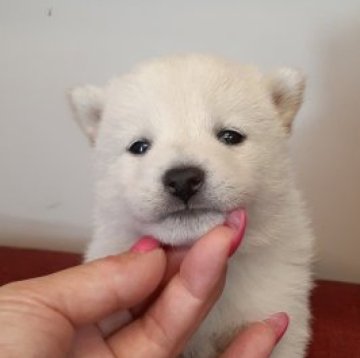 柴犬(標準サイズ)【富山県・女の子・2023年4月21日・白】の写真「可愛い白の女の子🎀♀」