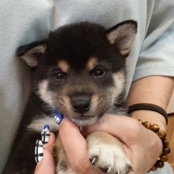 柴犬(標準サイズ)【富山県・男の子・2023年8月24日・黒】の写真「配色の綺麗な男の子を安価にて‼️」