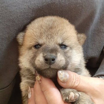 柴犬(標準サイズ)【富山県・男の子・2021年11月8日・赤】の写真「小振りで可愛い男の子♪」