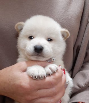 柴犬(標準サイズ)【富山県・男の子・2019年12月28日・白】の写真「小振りで可愛い白の男の子❗」