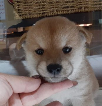 柴犬(標準サイズ)【富山県・女の子・2020年8月4日・赤】の写真「赤一枚、優しい顔立ちの女の子です。」