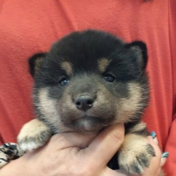 柴犬(標準サイズ)【富山県・女の子・2023年4月3日・黒】の写真「配色のきれいな可愛い女の子🎀♀」