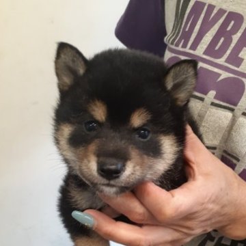 柴犬(標準サイズ)【富山県・女の子・2023年4月21日・黒】の写真「綺麗な配色、可愛くて小さな女の子🎀♀」