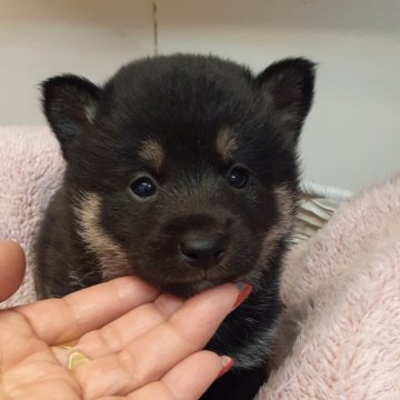 柴犬(標準サイズ)【富山県・男の子・2023年12月17日・黒】の写真「つぶらな瞳がチャームポイントです🎵」