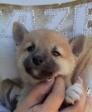 柴犬(標準サイズ)【富山県・女の子・2019年8月13日・赤】の写真「上品できれいな顔立ちの女の子❗」