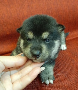 柴犬(標準サイズ)【富山県・男の子・2021年9月4日・黒】の写真「綺麗な配色の男の子♪」